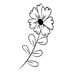 botanical leaf doodle wildflower line art