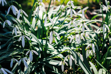 Galanthus, snowdrop in spring