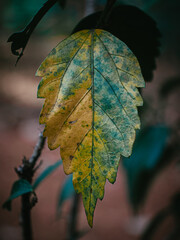 Drying leaf of the Shoeblack plant.
