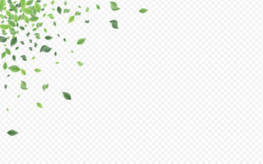 Green Leaves Abstract Vector Transparent