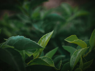 Moody green Leaves of Golden dewdrop.