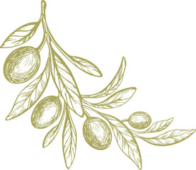 Olive vector sketch of fruit, green leaves, rustic branch. Vintage botanical illustration, hand drawn symbol. Mediterranean food, aroma oil