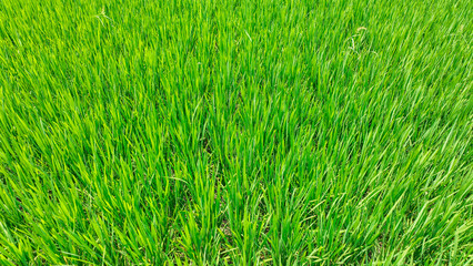 green grass texture rice field top aerial photo. a field of grass with many blades of grass