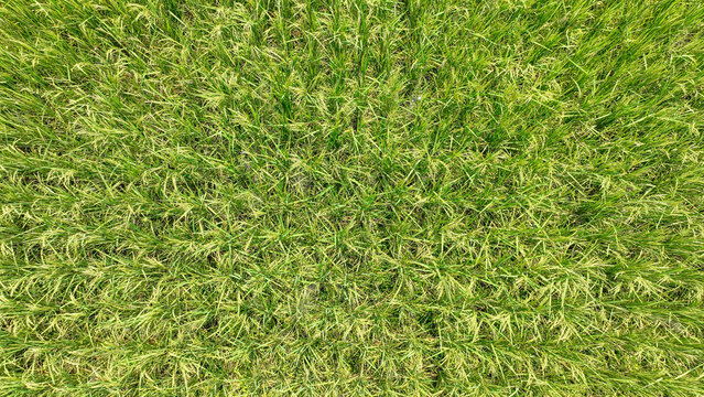 green grass background a field of grass with small green leaves Top aerial photo. Bangladesh