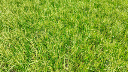 green grass in the wind a field of grass with small buds photo