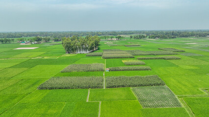 Obraz premium Green Field Aerial Landscape photo . a green field with many square squares in Greenland bangladesh