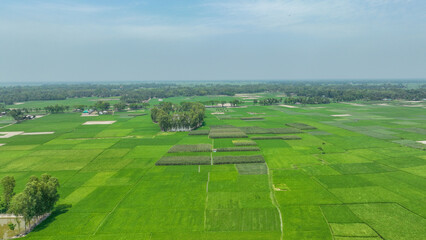 Aerial view of a green rice field in bangladesh . a green field with trees and blue sky drone landscape  photo