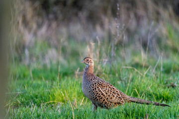 Fasan - Weibchen in der Natur