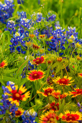 Wildflower Spring in Texas