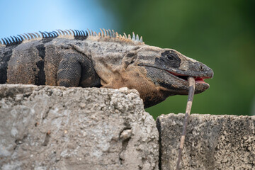 iguana on the rocks