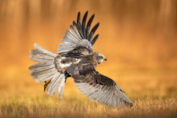 Flying Birds of prey Marsh harrier Circus aeruginosus, hunting time Poland Europe