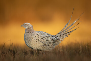 female Common pheasant Phasianus colchius Ring-necked pheasant in natural habitat, grassland in early spring