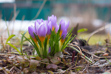 blooming crocuses in the spring on the field. Spring purple flowers, the concept of spring