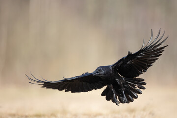 Obraz premium Bird beautiful flying raven Corvus corax North Poland Europe