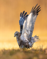 Flying Birds of prey Marsh harrier Circus aeruginosus, hunting time Poland Europe