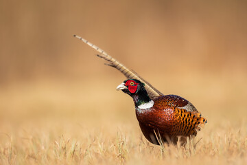 Common pheasant Phasianus colchius Ring-necked pheasant in natural habitat, grassland in early spring