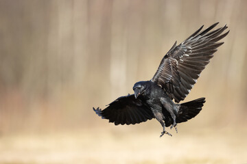 Bird beautiful flying raven Corvus corax North Poland Europe