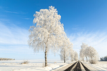 Landscape winter frosty sunny day, blue sky, trees covered with frost, Poland Europe