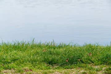Obraz na płótnie Canvas green grass on the river bank