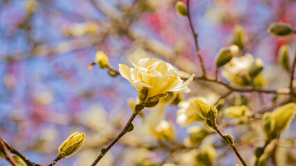 Closeup of a Magnolia flower in Bloom