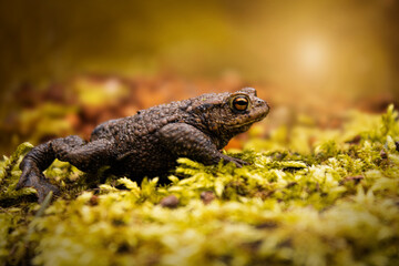Toads