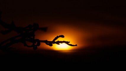 Closeup of tree branch seen lit from the sunset light in the background