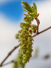 Obraz premium Nahaufnahme von männlichen Blütenkätzchen und weiblichen Blütenständen (Carpinus betulus) an einen Kleinen Zweig der Hainbuche.