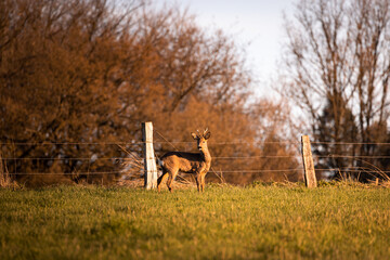 Roe buck, deer on a green field with a forest in the background in the warm light of sunset in...