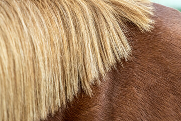 Blonde mane of a brown horse.