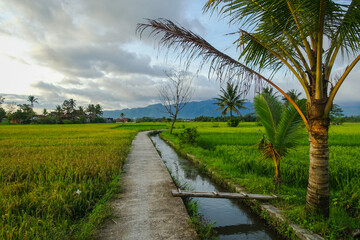 Fototapeta premium rice field