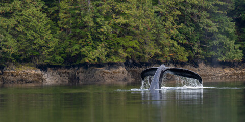 Fototapeta na wymiar A humpback whale (Megaptera novaeangliae) raises its tail out of the water as it prepares to dive in British Columbia, Canada.