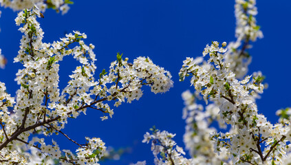 closeup apple tree in blossom on blue sky background, beautiful spring rural garden background