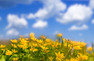 closeup heap of yellow wild flowers on blue cloudy sky background