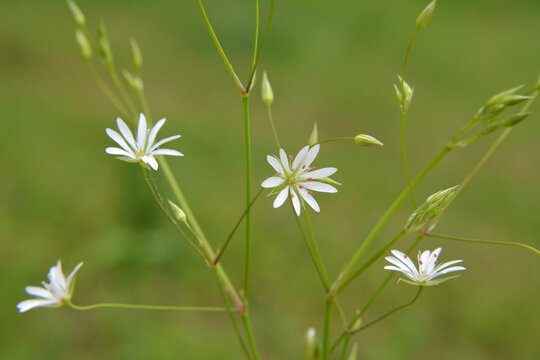 Stellaria graminea blooms in nature