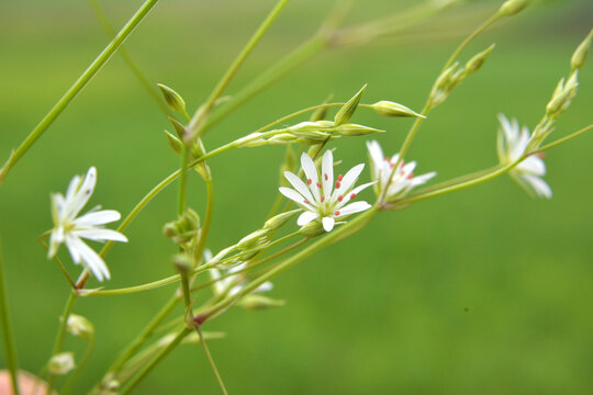 Stellaria graminea blooms in nature