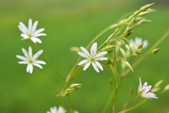 Stellaria graminea blooms in nature