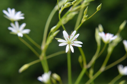 Stellaria graminea blooms in nature