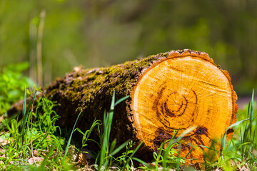 closeup tree trunk lie on forest glade © Yuriy Kulik