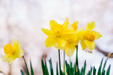 Obraz premium 桜背景のスイセンの花