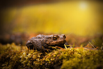 Toads