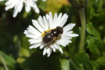 Female hoverfly Eristalinus sepulchralis, family syrphidae on a flower of common daisy, Bellis perennis, family Asteraceae. Spotted eyes. Dutch garden, Spring, April