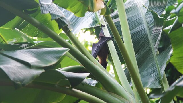 Flying fox or fruit bat (Pteropus giganteus) searching for food while crawling on a banana tree. Tropical nature and wildlife concept