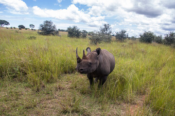 Obraz premium White Rhino or square-lipped rhinoceros (Ceratotherium simum) in Imire Rhino & Wildlife Conservancy, Zimbabwe