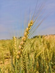 ears of wheat on a field