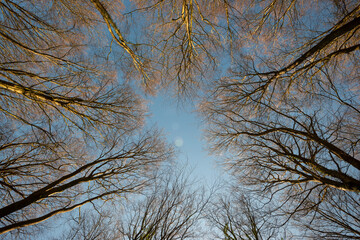 Obraz premium Spring tree crowns on deep blue sky. Looking up from below.