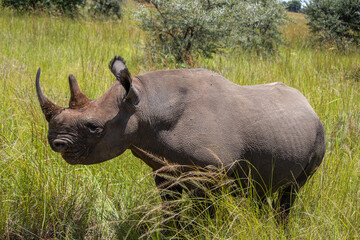 Obraz premium White Rhino or square-lipped rhinoceros (Ceratotherium simum) in Imire Rhino & Wildlife Conservancy, Zimbabwe