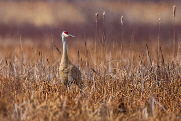 A Sandhill Crane, in the migration period, resting in a marsh 