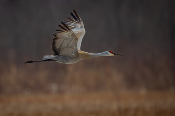 flight of a Sandhill Crane over a wetland