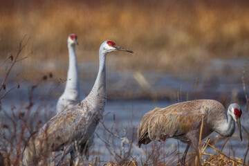 three Sandhill Crane, in the migration period