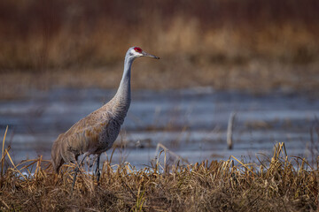 A Sandhill Crane, in the migration period, resting in a marsh 